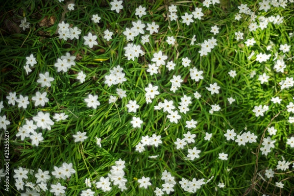 Fototapeta 花韮の花