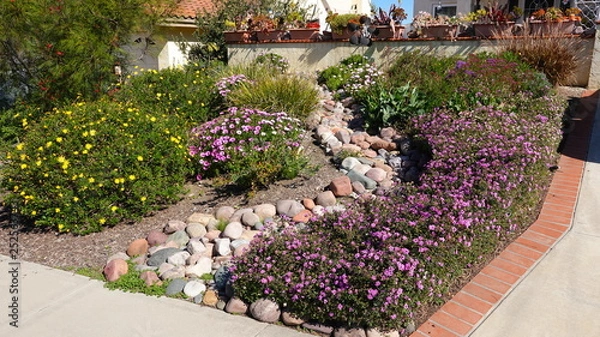 Obraz Drought tolerant plants in yard