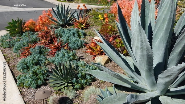 Obraz Water-wise landscaping