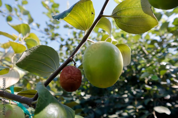 Fototapeta green apples on a branch