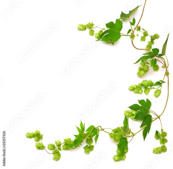 Obraz hops plant twined vine