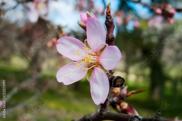 Obraz Flor de Almendro