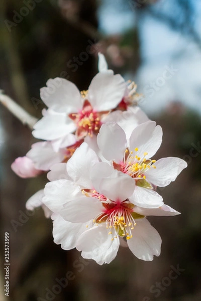 Obraz Flor de Almendro
