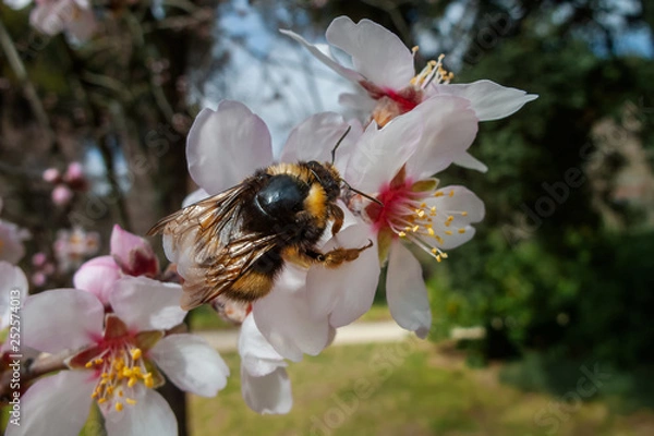 Obraz Peuqueña Abeja