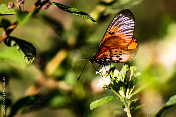 Obraz butterfly on a flower