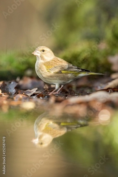 Fototapeta Green finch sitting on lichen shore of pond water in forest with bokeh background and saturated colors, Hungary, bird reflected in water, songbird in nature lake habitat, mirror reflection
