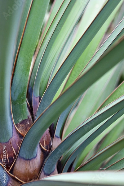 Fototapeta Yucca baccata leaves
