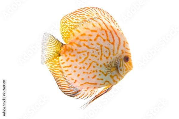 Obraz Symphysodon Discus