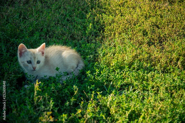 Obraz cat in grass