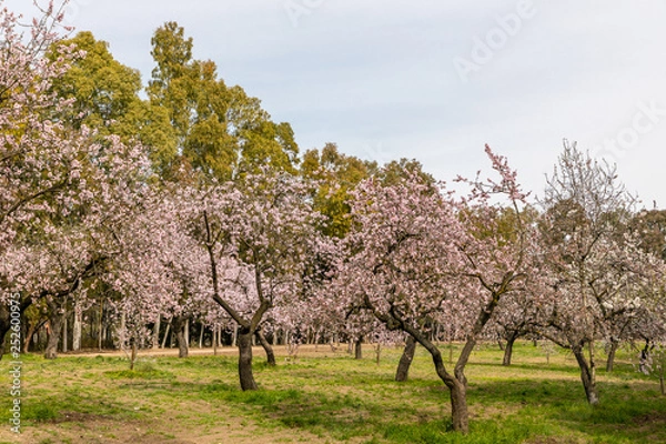 Fototapeta Almond trees in bloom before spring arrives in Madrid