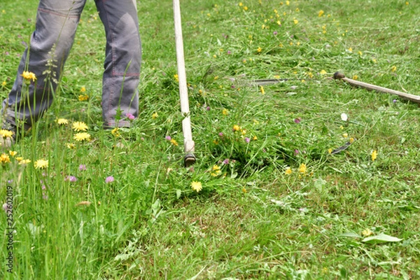 Obraz Farmer  mowing grass traditional way with hand scythe
