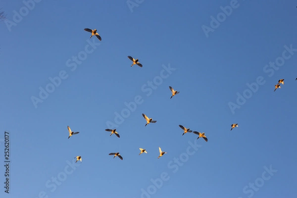 Obraz ducks fly south