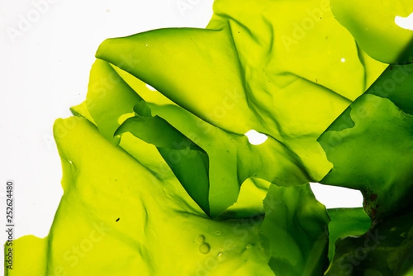 Fototapeta Sea lettuce