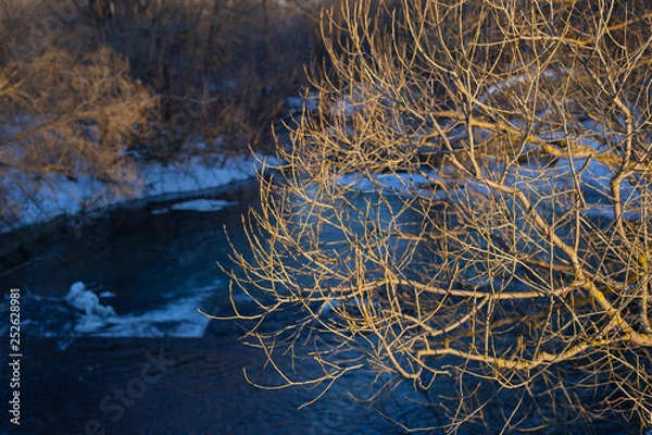 Obraz tree above the river