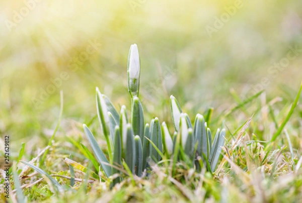 Fototapeta Spring snowdrops flower. Bright natural background with sunny reflection. 
