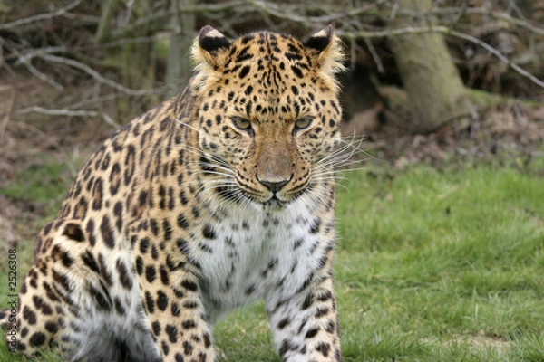 Fototapeta focused leopard