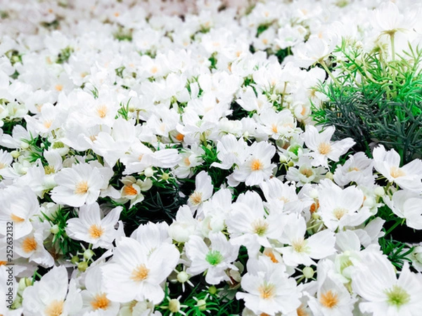 Fototapeta field of large white daisies with yellow centers.