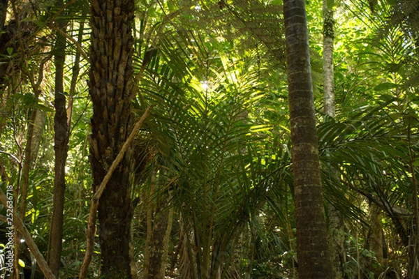 Fototapeta Deep thicket of the wild forests of New Zealand with fern fronds 
