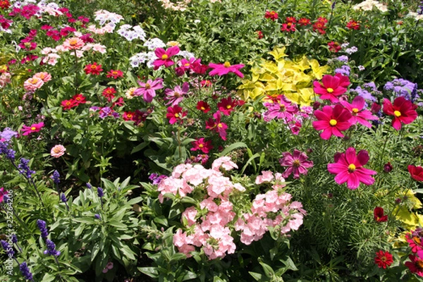 Fototapeta Blumenbeet