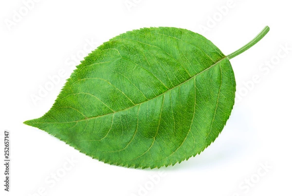 Fototapeta Apple leaf isolated on white