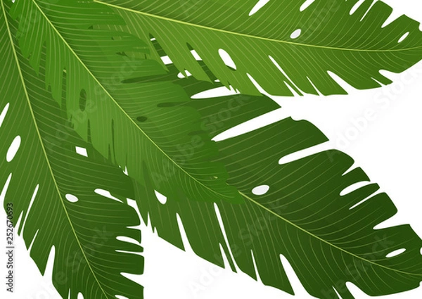 Fototapeta Composition of exotic palm banana leaves on a white background. Vector summer illustration for your design.