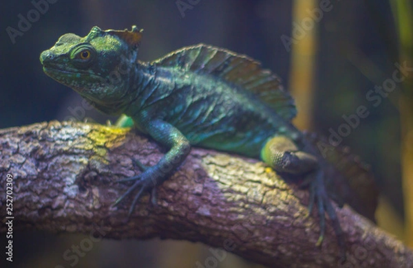 Fototapeta iguana on a branch