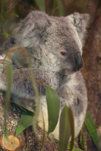 Fototapeta koala in tree