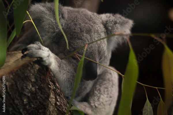 Fototapeta koala in tree