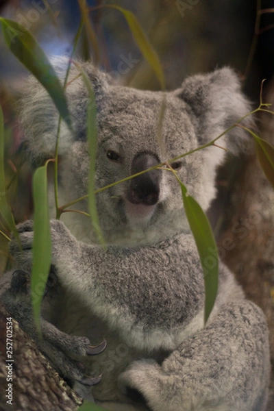 Fototapeta koala in a tree