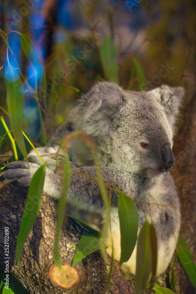 Fototapeta koala in a tree 
