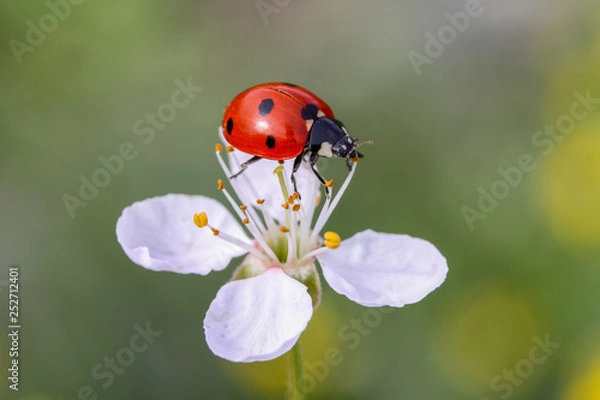 Fototapeta hi spring