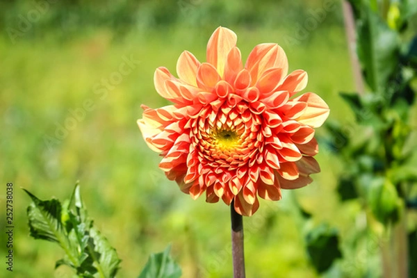 Fototapeta orange dahlia flower growing in the garden