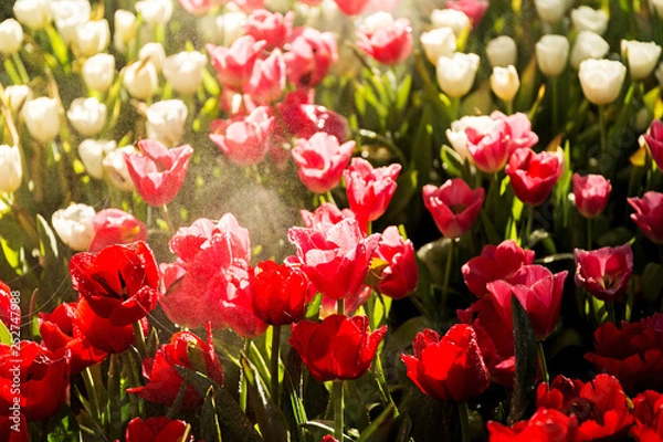 Obraz Beautiful tulip spring flower