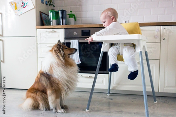 Obraz child eats sitting in a child's chair, and a rough collie is waiting for a piece to fall
