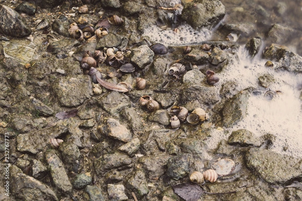 Fototapeta Shells on the river bank. Shell on the river coast. Stones and shells on the river shore.