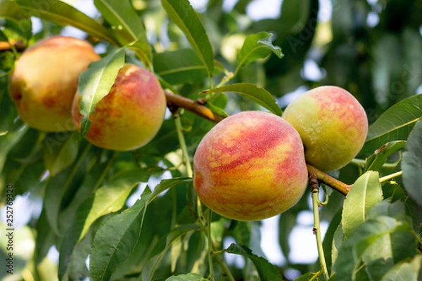 Fototapeta Juicy ripe peaches on a tree in sunny weather_