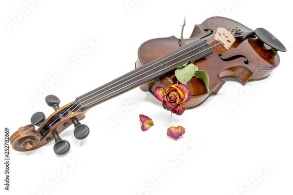 Fototapeta Old shiny violin with withered red yellow rose blossom