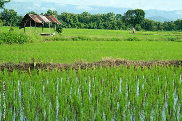 Obraz Green rice field.