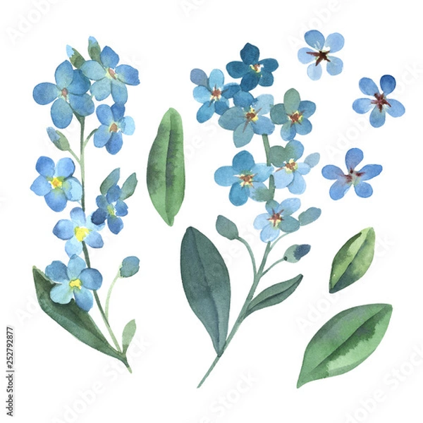 Fototapeta Watercolor gentle blue flowers of forget-me-not with green leaves on white background.