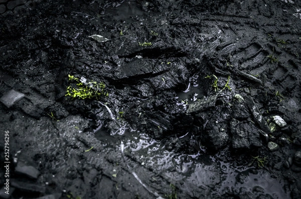 Fototapeta moss on tree