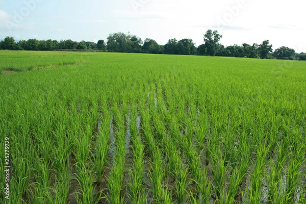 Obraz Green rice field.