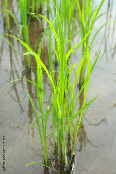 Obraz Green rice field.