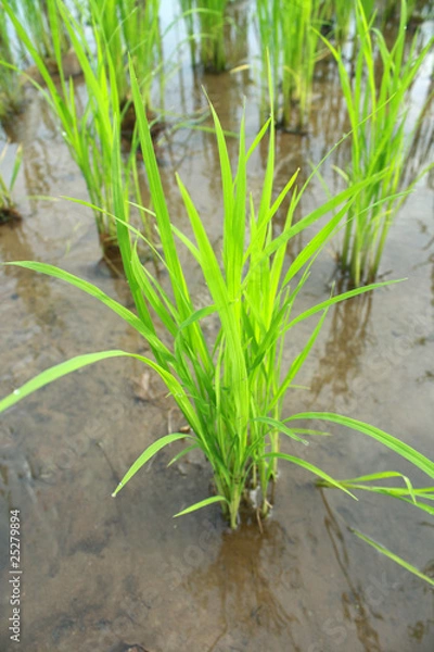 Obraz Green rice field.