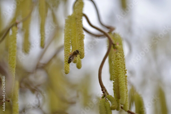 Obraz Biene an Haselnuss-Samen 4