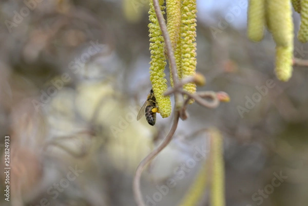Obraz Biene an Haselnuss-Samen 2
