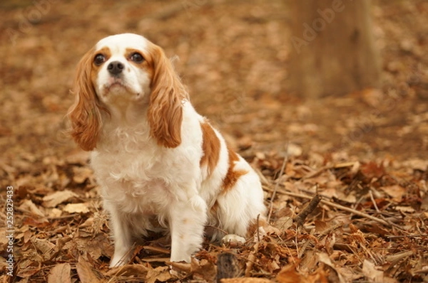 Fototapeta 外でのキャバリア
