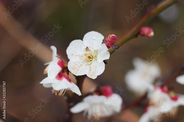 Fototapeta 早春に咲く日本の白い梅の花