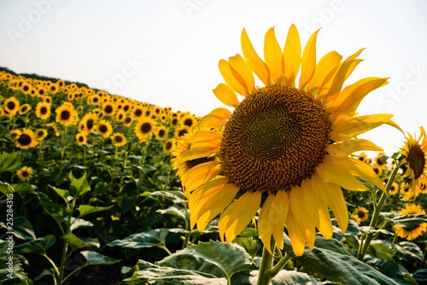 Obraz Поле подсолнухов