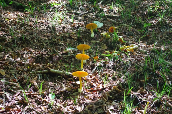 Fototapeta きのこ