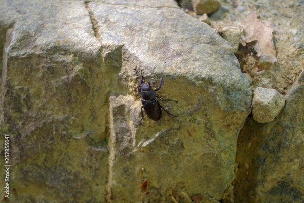 Obraz カブトムシ